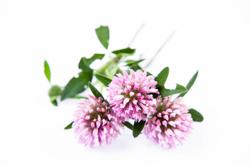 Pink clover flowers on a white background