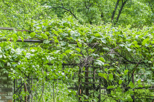 Virginia creeper. climbing plant on the wall
