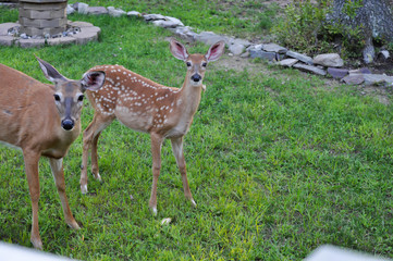 Naklejka na ściany i meble Whitetail baby deer fawn and doe in Hawley the Poconos Pennsylvania