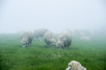 Peace in fog