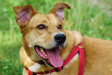 Smiling handsome ginger red dog on summer green grass in park or field. Adventures pets travel concept. Selective focus, copy space, close up.