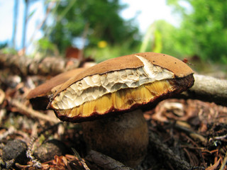 Boletus