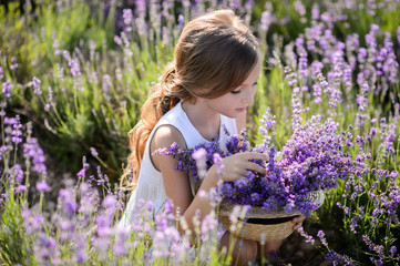 Beautiful girl in a field of lavender on sunset. Girl in amazing dress walk on the lavender field.