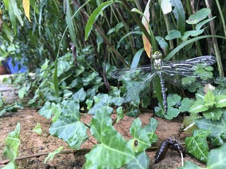 Dragon Fly emerging
