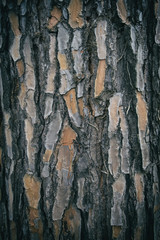 Pine bark