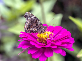 Painted Lady butterfly