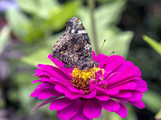 Painted Lady butterfly