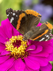 Painted Lady butterfly