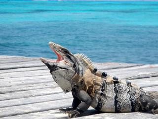 Iguana in Isla Cozumel, Mexico