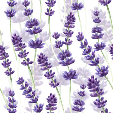 Watercolor hand drawn lavender seamless pattern background