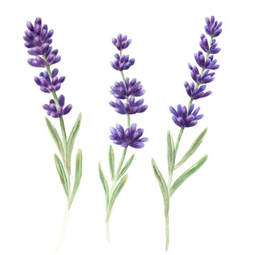 Watercolor hand drawn lavender set. Provence herbs.