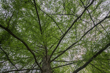 Rami di albero con foglie verdi