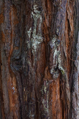 Bark of tree