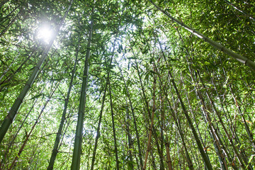 Bamboo forest