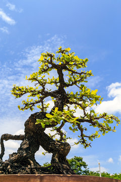 Bonsai tree in pot with a clouds and blue sky.