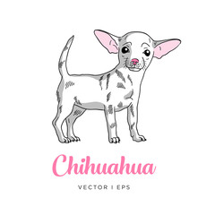 Vector editable colorful image depicting a cute chihuahua puppy dog. Isolated on a white background. 