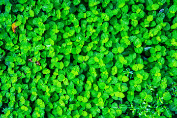 mint plant grow at vegetable garden, Kitchen Mint, Marsh Mint, background