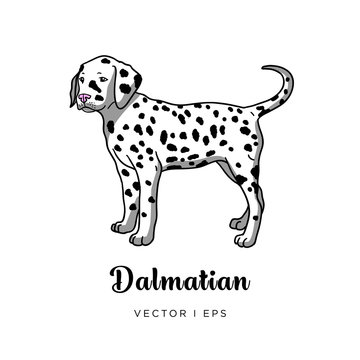 Vector editable colorful image depicting a cute dalmatian puppy dog. Isolated on a white background.