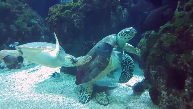 Giant Sea Turtles Swimming In A Large Aquarium - 4K Video

