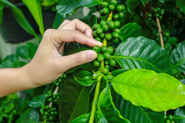 The woman hand is harvesting the coffee beans, Picking coffee bean from coffee tree