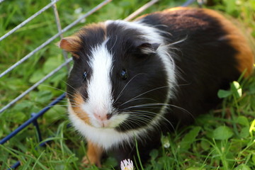 Cochon d'indes dans l'herbe