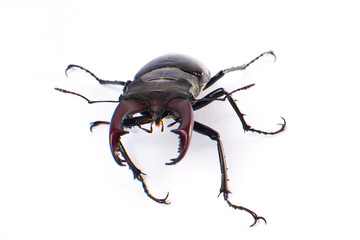 Beetle-deer male on white background