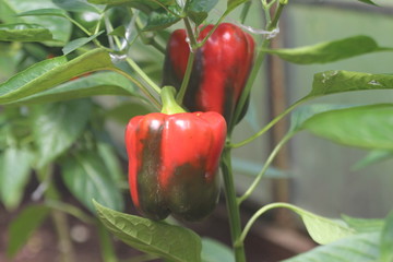 Growing Pepper in a Greenhouse.
