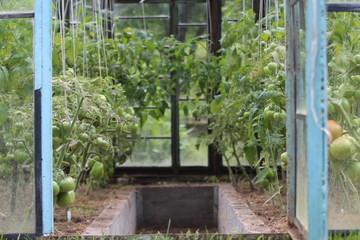 Fototapeta na wymiar Growing Tomatoes in a Greenhouse. 