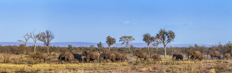 Obraz premium African bush elephant in Kruger National park, South Africa