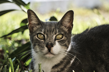 European gray cat on the Greek island of Lefkada.