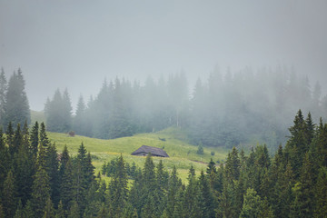 Forest in the mountains