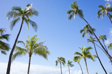Fototapeta na wymiar ハワイ　ヤシの木と青空