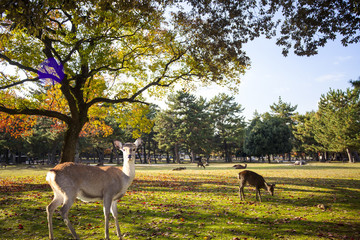 fall season with beautiful maple color at Nara Park, Japan
