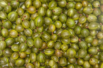 Gooseberry. Background.