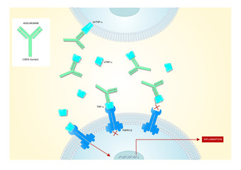mechanism of action of adalimumab, a monoclonal human antibody used to treat some autoimmune diseases.
