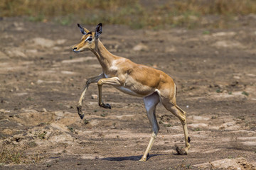 Common Impala in Kruger National park, South Africa