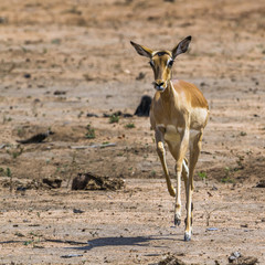 Common Impala in Kruger National park, South Africa