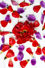 red tulips on a white wooden background.Background of flowers and petals .Top view 
