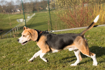 running beagle in a garden