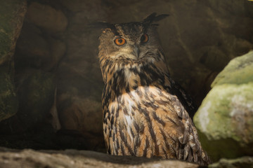 A Uhu in the rock which is observed