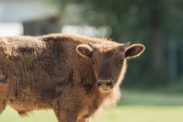 A wisent out in the meadow © sandradombrovsky