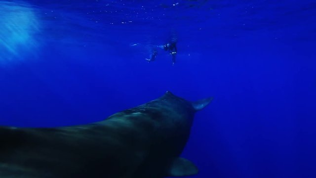 Sperm Whale swims close up