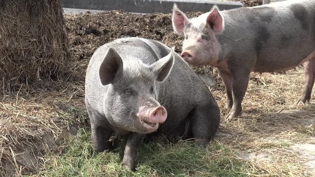 Two Pigs on Farm