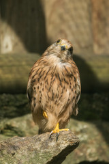 A tower falcon sits on a stone