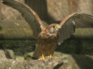 A tower falcon sits on a stone