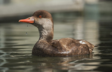 A duck swims in the water
