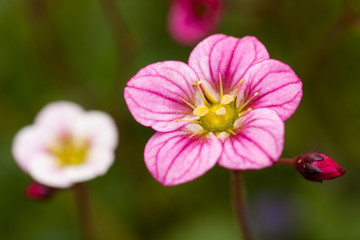 Saxifrage. Beautiful Flower Saxifrage On Blurred Green Background In Garden Close Up.