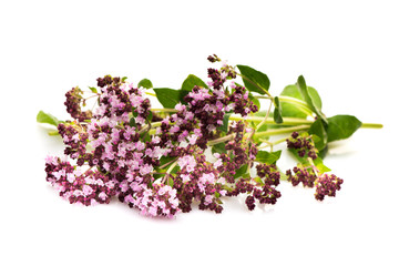 Marjoram. Origanum vulgare. herbal medicine