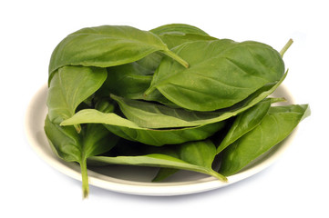 Soucoupe avec des feuilles de basilic sur fond blanc