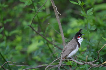 The red-whiskered bulbul (Pycnonotus jocosus) or crested bulbul